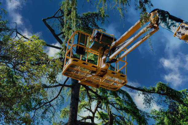 Why Choose Our Tree Removal Services in Santa Clara, NM?