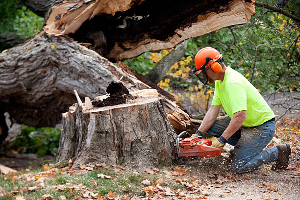 Best Tree Trimming and Pruning  in Santa Clara, NM